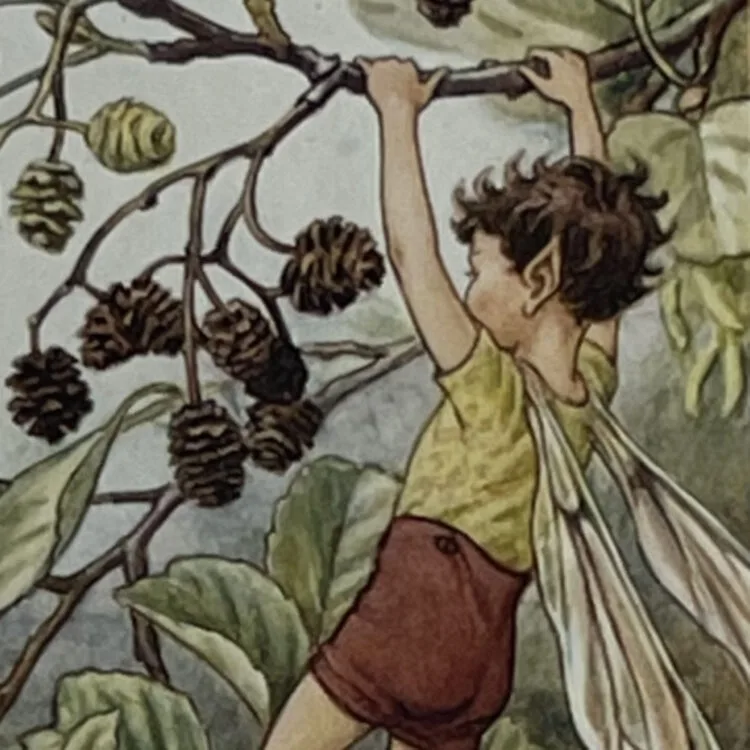 Alder Tree Fairy