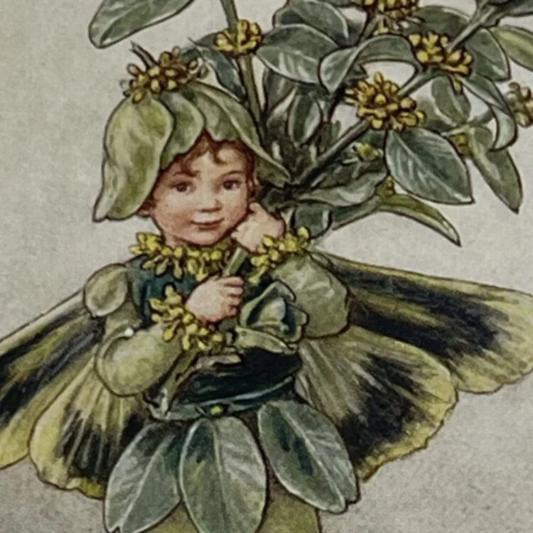 Box Tree Fairy