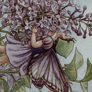 Lilac Fairy