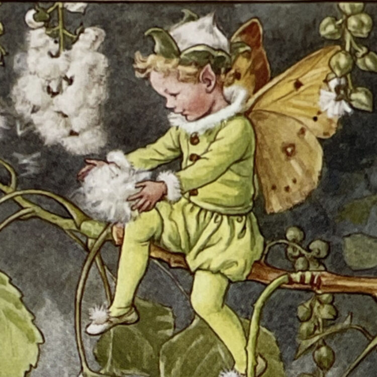 Poplar Fairy