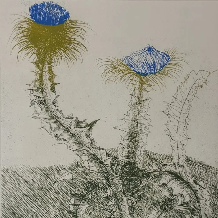 Teasel