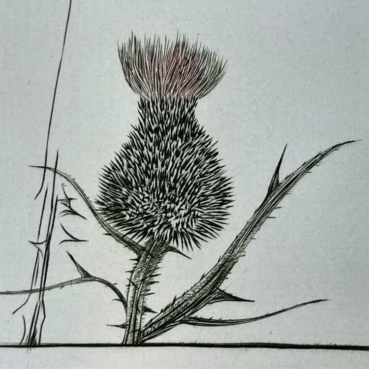 Thistle