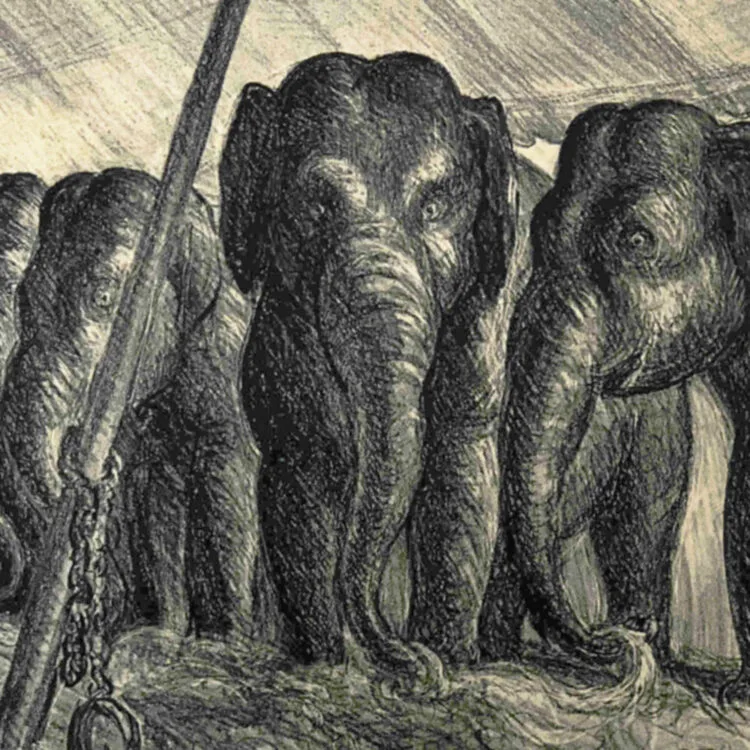 Circus Elephants