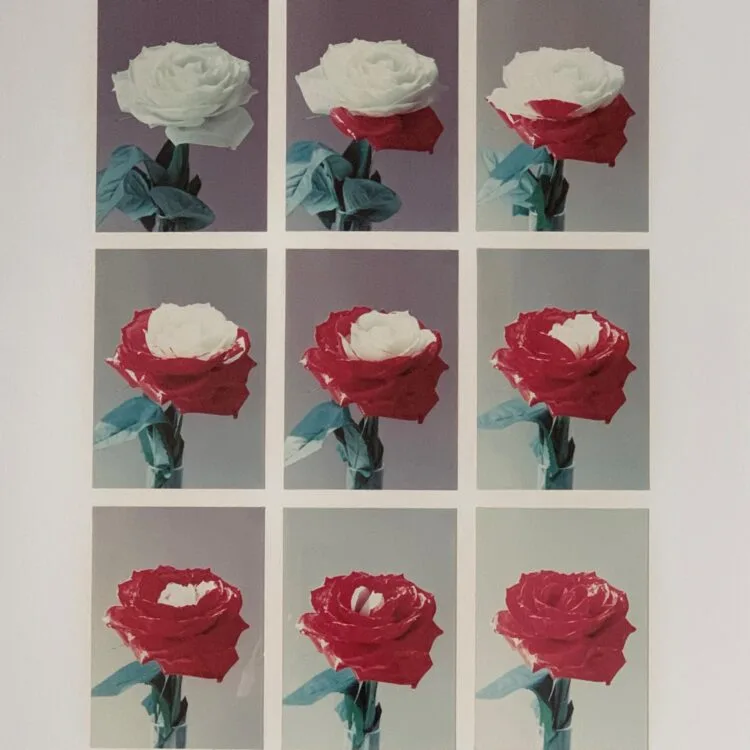 White Rose to Red