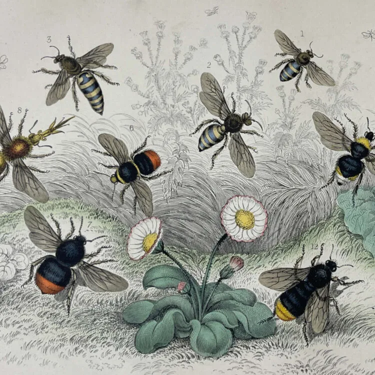 Bees