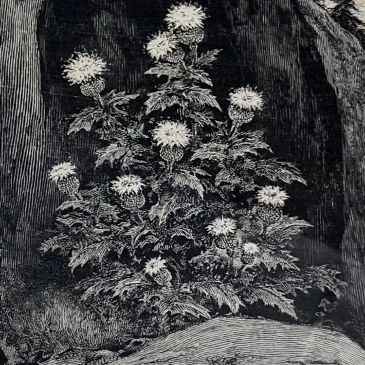 Bull Thistle