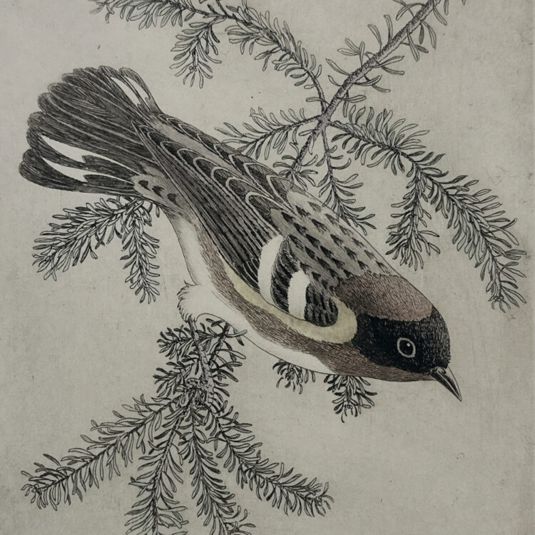 Bay-Breasted Warbler