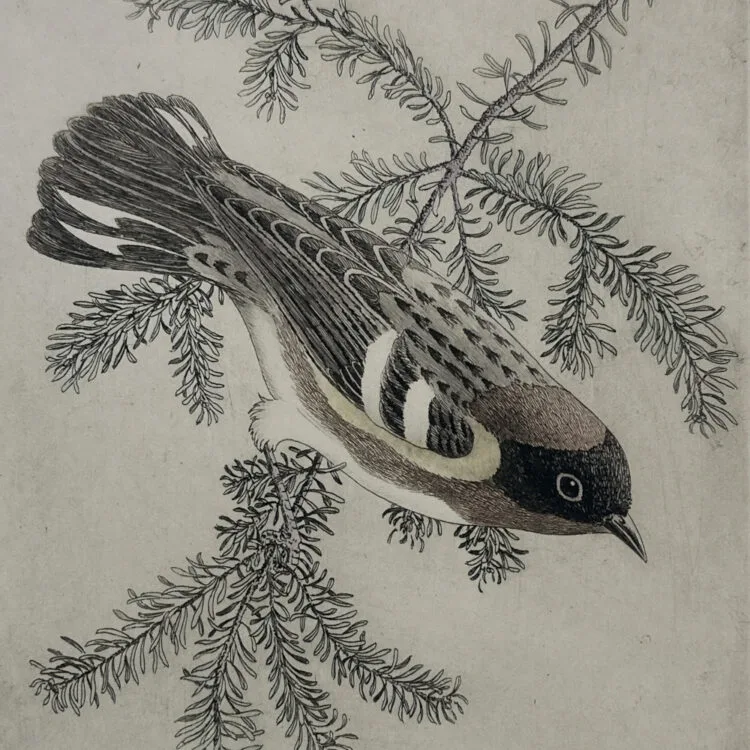 Bay-Breasted Warbler