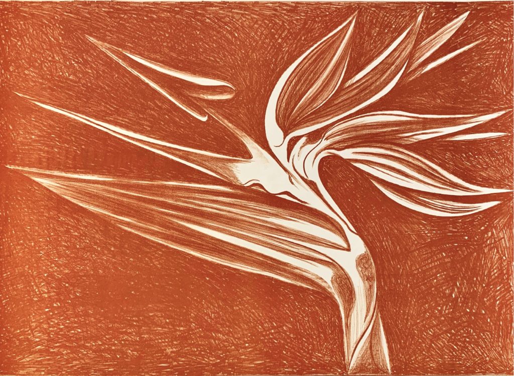 Bird of Paradise