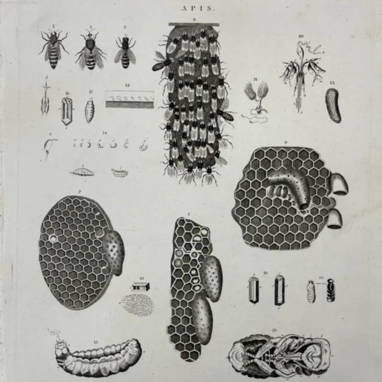 Apis