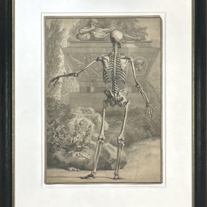 A Skeleton, Back View, Standing with Left Arm Extended