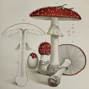 Aminita Muscaria, Linnæus (Mushrooms)