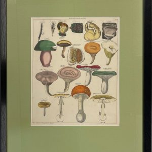 Harmful Mushrooms [Schadliche Pilze]